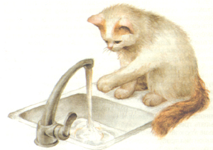 cat
